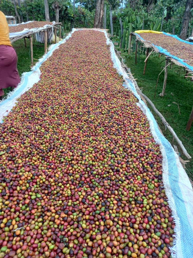 Coffee farmland connected to Kofi Origin sourcing